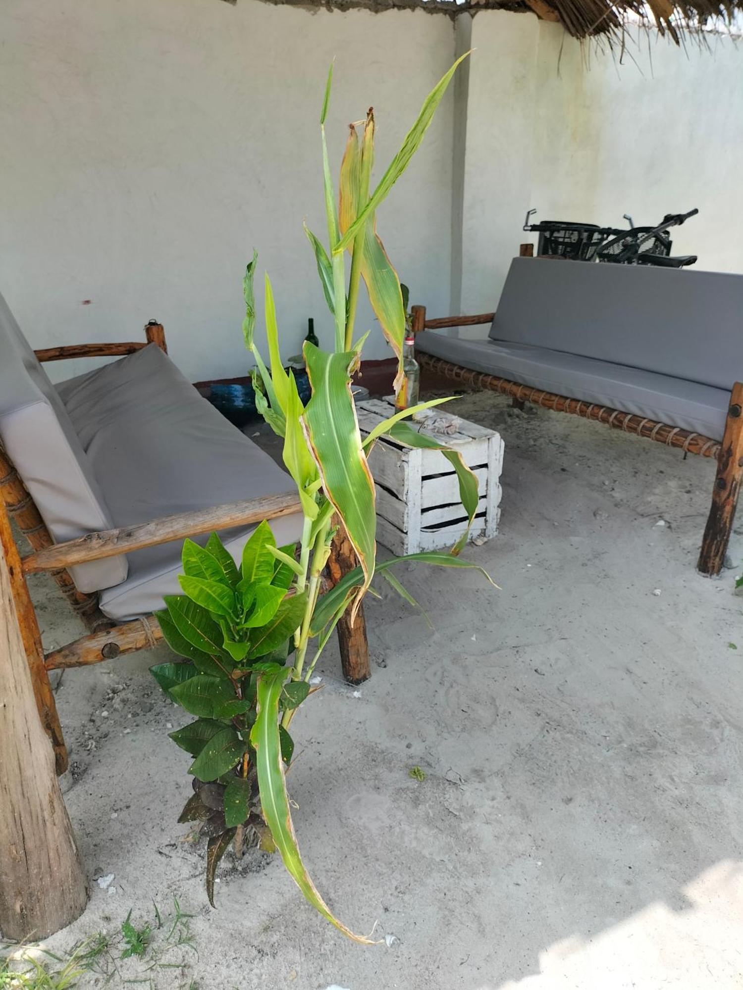 פאג'ה Mambo Leo Hostel מראה חיצוני תמונה